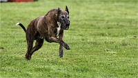Levriers 19-04-27 142   Photos ACG 2019