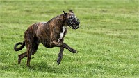 Levriers 19-04-27 146   Photos ACG 2019
