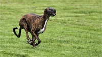 Levriers 19-04-27 149   Photos ACG 2019