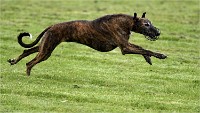 Levriers 19-04-27 162   Photos ACG 2019