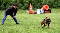 Levriers 19-04-27 219   Photos ACG 2019