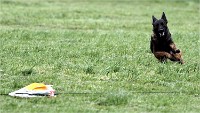 Levriers 19-04-27 257   Photos ACG 2019
