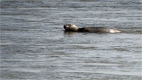 2019-05-31 Jeunes phoques Berck