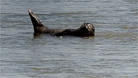 Phoques Berck 19-05-31 023   Photo ACG 2018