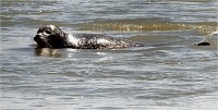 Phoques Berck 19-05-31 028   Photo ACG 2018