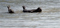 Phoques Berck 19-05-31 043   Photo ACG 2018