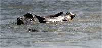 Phoques Berck 19-05-31 048   Photo ACG 2018