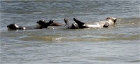 Phoques Berck 19-05-31 051   Photo ACG 2018