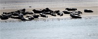Phoques Berck 19-05-31 062   Photo ACG 2018