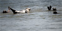 Phoques Berck 19-05-31 065   Photo ACG 2018