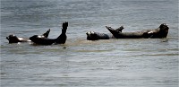 Phoques Berck 19-05-31 082   Photo ACG 2018