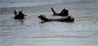 Phoques Berck 19-05-31 085   Photo ACG 2018