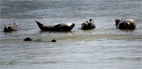 Phoques Berck 19-05-31 092   Photo ACG 2018