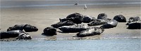 Phoques Berck 19-05-31 122   Photo ACG 2018
