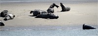 Phoques Berck 19-05-31 123   Photo ACG 2018