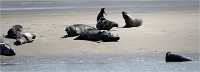 Phoques Berck 19-05-31 125   Photo ACG 2018