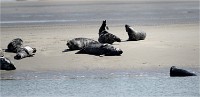 Phoques Berck 19-05-31 126   Photo ACG 2018