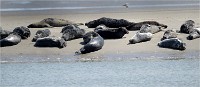 Phoques Berck 19-05-31 129   Photo ACG 2018