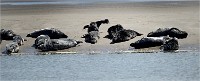 Phoques Berck 19-05-31 133   Photo ACG 2018