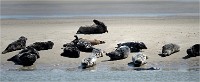 Phoques Berck 19-05-31 167   Photo ACG 2018