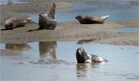 Phoques Berck 19-05-31 190   Photo ACG 2018