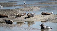 Phoques Berck 19-05-31 191   Photo ACG 2018