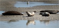 Phoques Berck 19-05-31 209   Photo ACG 2018