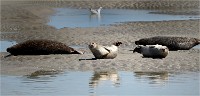 Phoques Berck 19-05-31 211   Photo ACG 2018