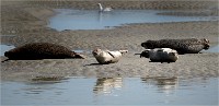 Phoques Berck 19-05-31 223   Photo ACG 2018