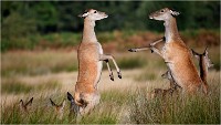 2019-10-01  04 Richmond Park