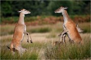 Richmond Park 19 10 01 3916   Photos ACG 2019