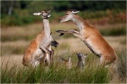 Richmond Park 19 10 01 3923   Photos ACG 2019