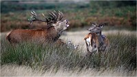 Richmond Park 19 10 01 4036   Photos ACG 2019