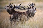 Richmond Park 19 10 01 4383   Photos ACG 2019