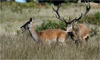 Richmond Park 19 10 02 5559   Photo ACG 2019