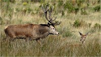 Richmond Park 19 10 02 5633   Photo ACG 2019