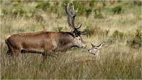 Richmond Park 19 10 02 5635   Photo ACG 2019
