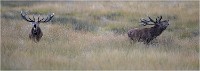 Richmond Park 19 10 02 5685   Photo ACG 2019
