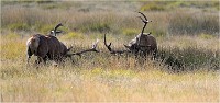 Richmond Park 19 10 02 5743   Photo ACG 2019