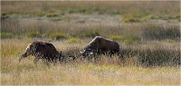 Richmond Park 19 10 02 5746   Photo ACG 2019