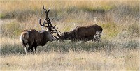 Richmond Park 19 10 02 5900   Photo ACG 2019