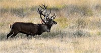 Richmond Park 19 10 02 5903   Photo ACG 2019