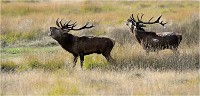 Richmond Park 19 10 02 5915   Photo ACG 2019