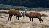 Richmond Park 19 10 03 0953   Photos ACG 2019