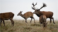 Richmond Park 19 10 03 1137   Photos ACG 2019