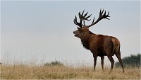 Richmond Park 19 10 03 1152   Photos ACG 2019
