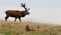 Richmond Park 19 10 03 1230   Photos ACG 2019