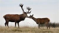 Richmond Park 19 10 03 1251   Photos ACG 2019