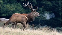 Richmond Park 19 10 03 1298   Photos ACG 2019