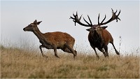 Richmond Park 19 10 03 1432   Photos ACG 2019